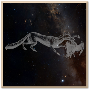 Vulpecula