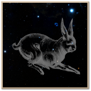 Lepus